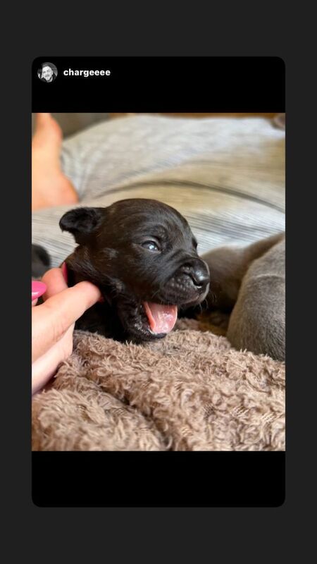 Puppies - Image 5 of 6