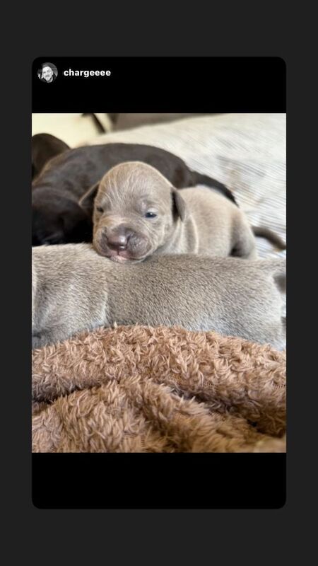 Puppies - Image 6 of 6