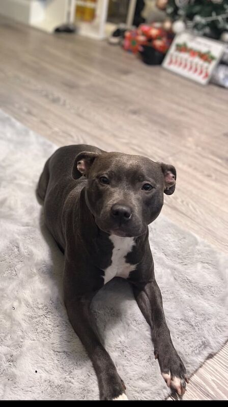 Staffordshire Bull Terrier puppies for sale in Maybole, Ayrshire and Arran – KC registered, 1 day old