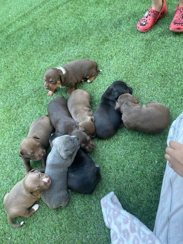 Staffordshire Bull Terrier puppies for sale in Bradford, West Yorkshire – 3 weeks old