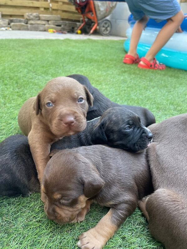 Staffordshire Bull Terrier puppies for sale in Bradford, West Yorkshire – 3 weeks old - Image 2 of 3
