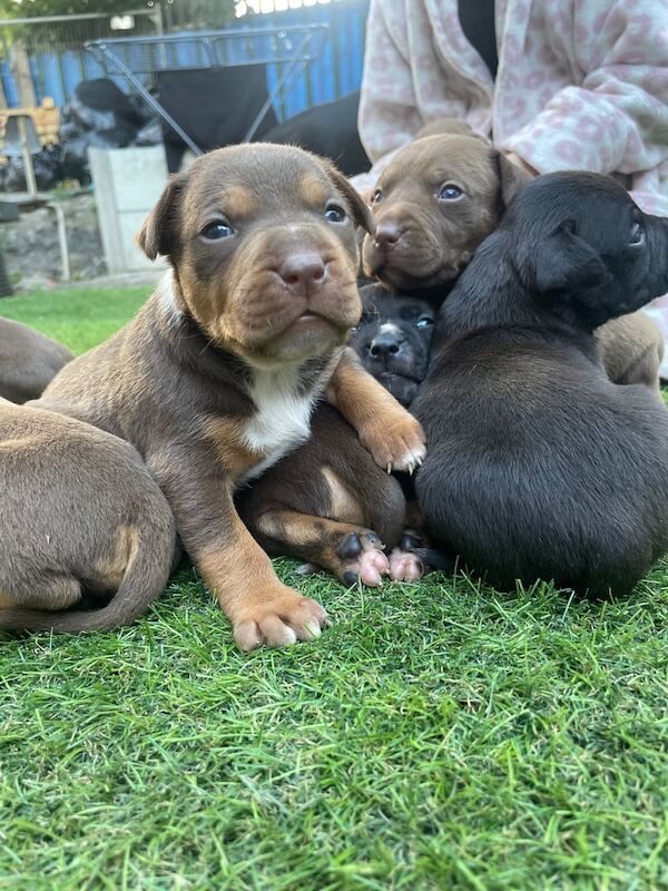 Staffordshire Bull Terrier puppies for sale in Bradford, West Yorkshire – 3 weeks old - Image 3 of 3