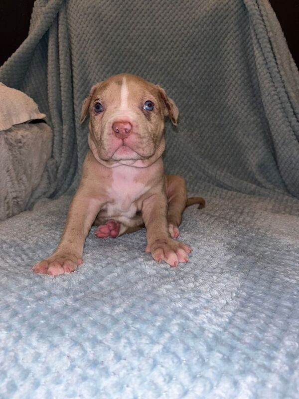 Staffordshire Bull Terrier puppies for sale in Wallasey, Merseyside – 5 weeks old