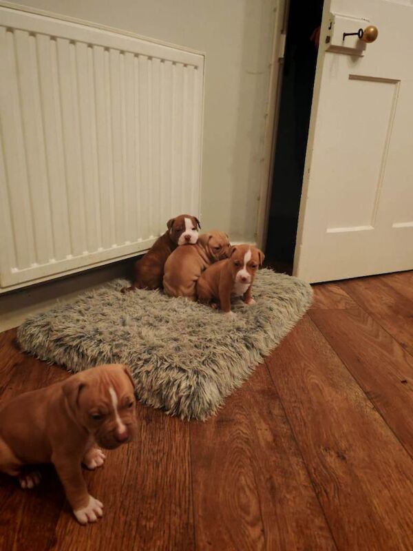 Staffordshire Bull Terrier puppies for sale in Dagenham, Greater London – 6 weeks old - Image 2 of 6