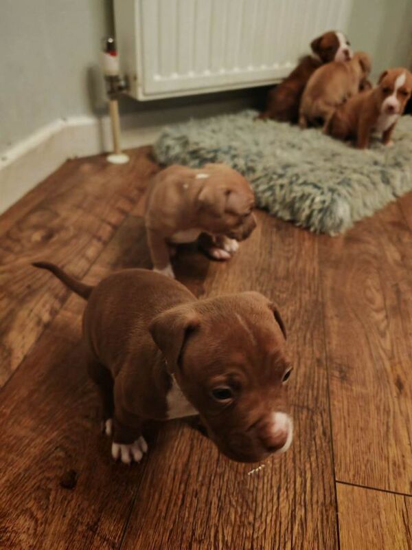 Staffordshire Bull Terrier puppies for sale in Dagenham, Greater London – 6 weeks old - Image 3 of 6