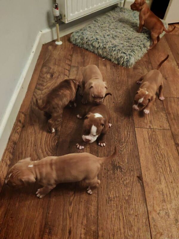 Staffordshire Bull Terrier puppies for sale in Dagenham, Greater London – 6 weeks old - Image 4 of 6