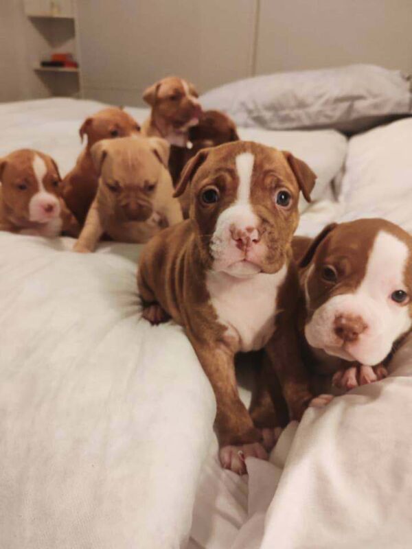 Staffordshire Bull Terrier puppies for sale in Dagenham, Greater London – 6 weeks old - Image 6 of 6