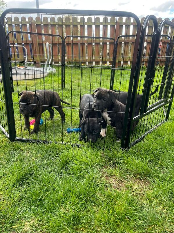 Puppies for sale
