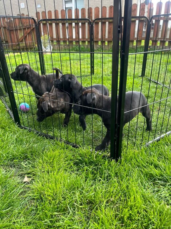 Puppies for sale - Image 2 of 6