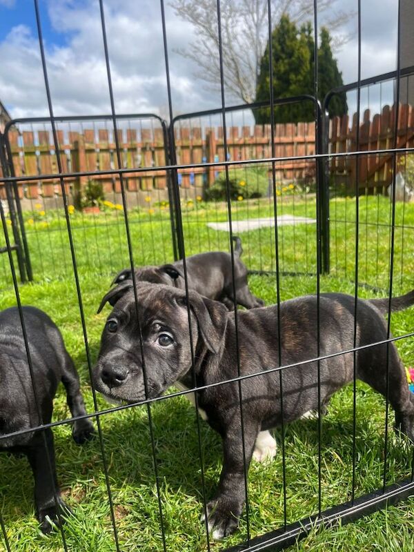Puppies for sale - Image 3 of 6