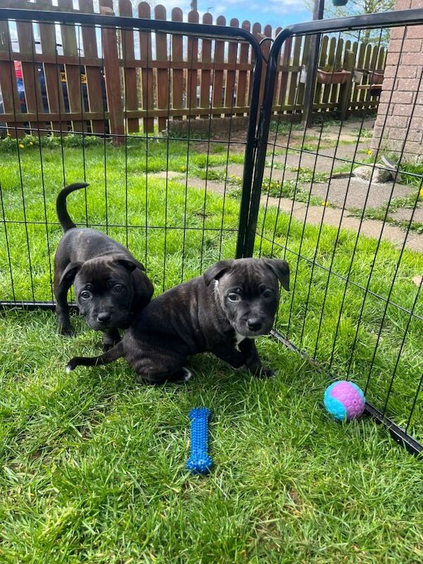 Puppies for sale - Image 4 of 6