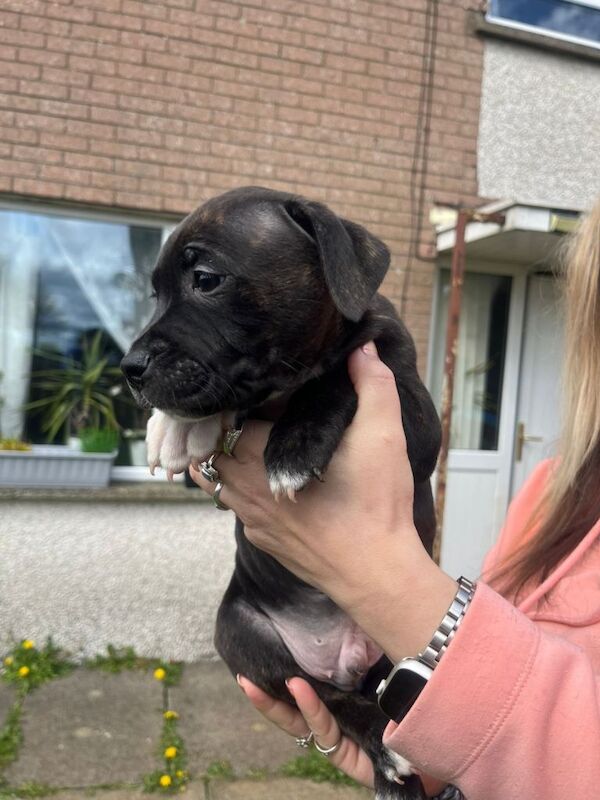Puppies for sale - Image 5 of 6