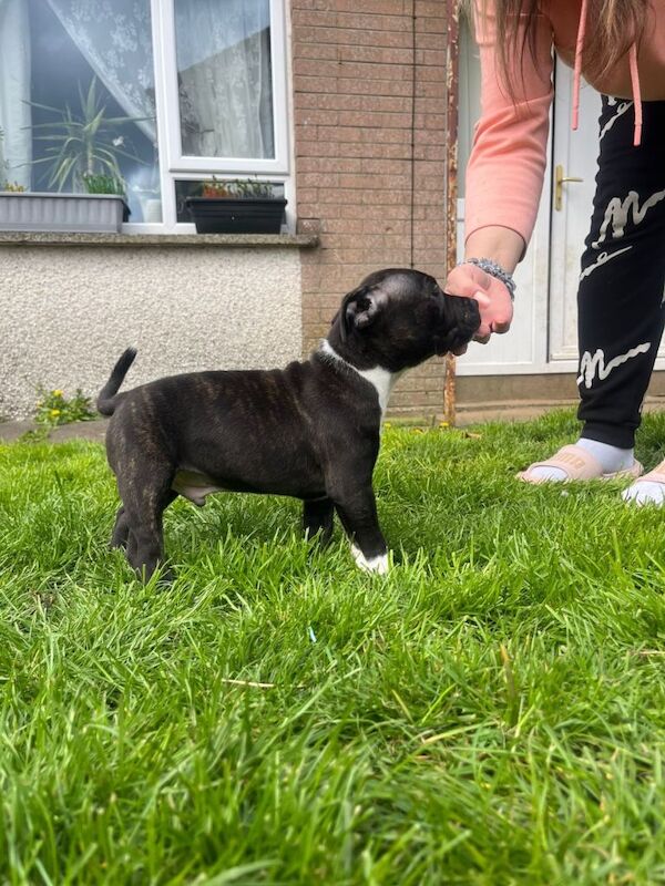 Puppies for sale - Image 6 of 6