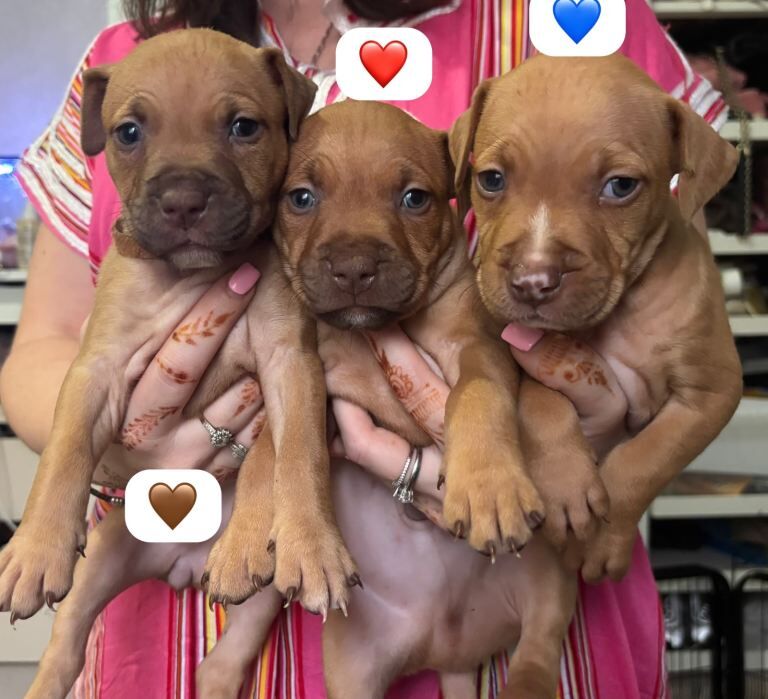 Puppies for sale