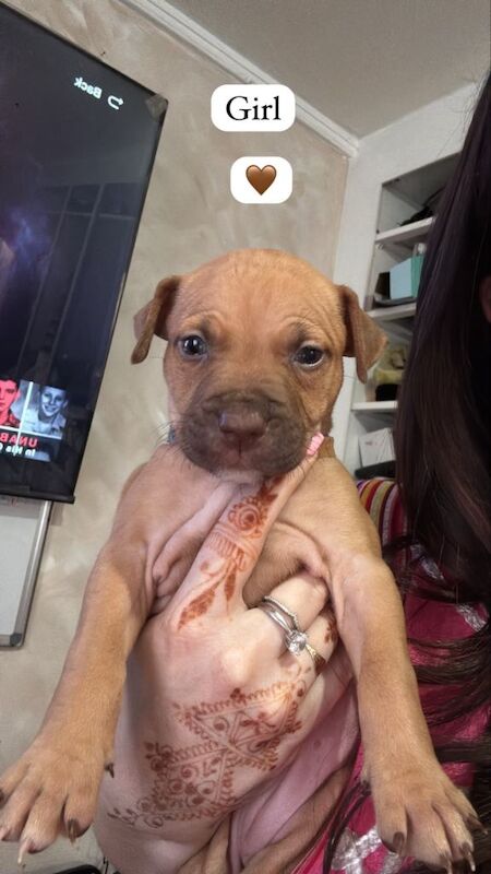 Puppies for sale - Image 2 of 4
