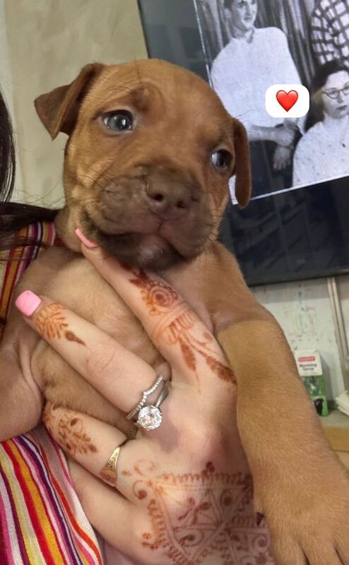 Puppies for sale - Image 3 of 4