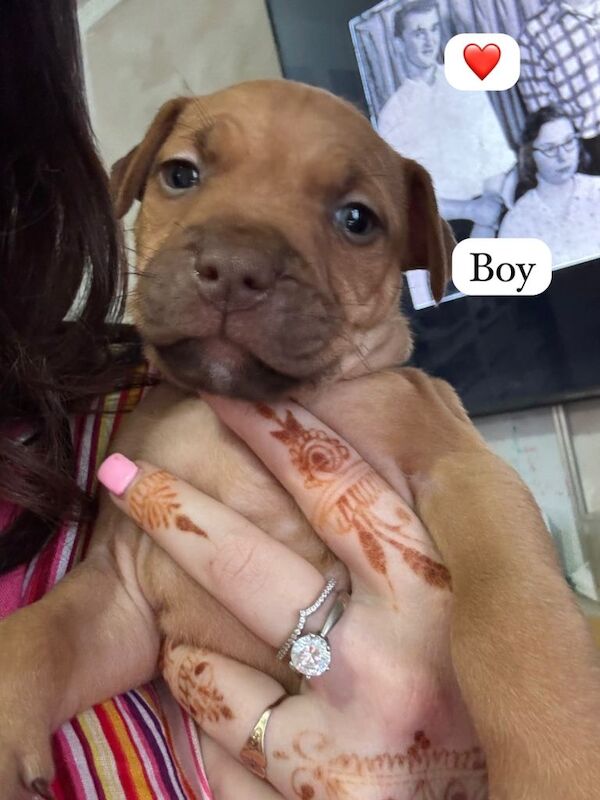 Puppies for sale - Image 4 of 4