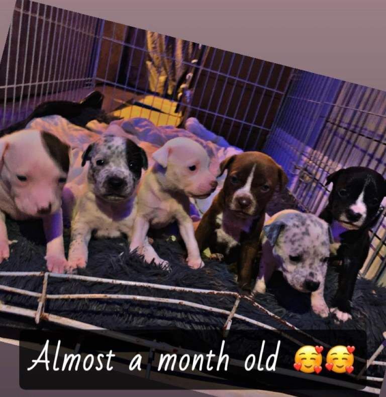 Puppies for sale. Birmingham area.