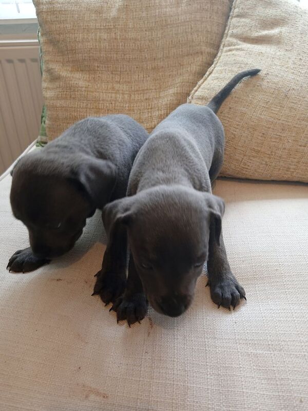Staffordshire Bull Terrier puppies for sale in Coventry, West Midlands – 11 weeks old