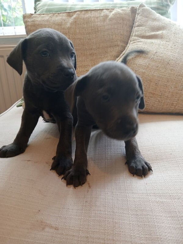 Staffordshire Bull Terrier puppies for sale in Coventry, West Midlands – 11 weeks old - Image 2 of 3