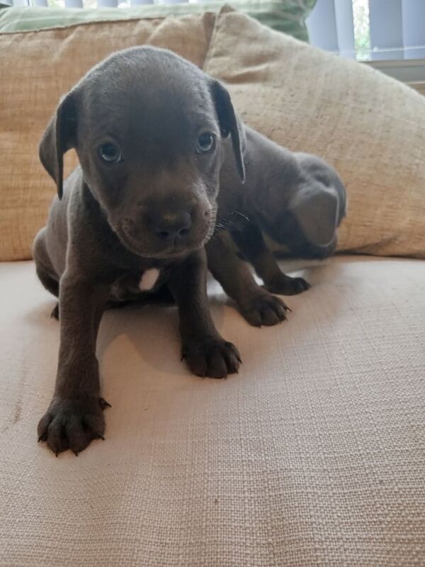 Staffordshire Bull Terrier puppies for sale in Coventry, West Midlands – 11 weeks old - Image 3 of 3