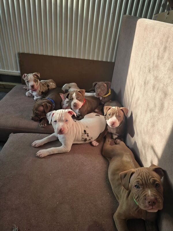 Puppies staff staffy x pocket bully. for sale in Sheffield, South Yorkshire - Image 1