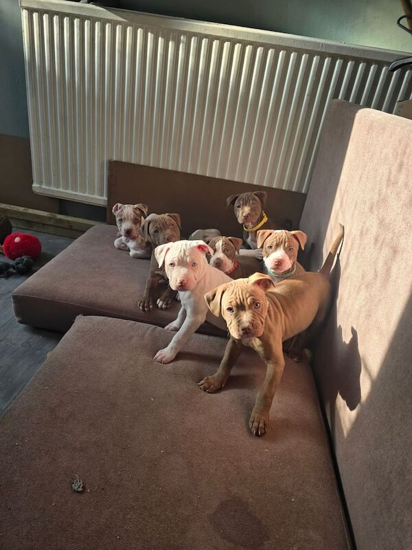 Puppies staff staffy x pocket bully. for sale in Sheffield, South Yorkshire - Image 2