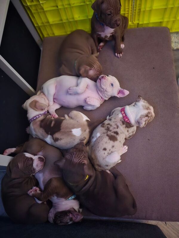 Puppies staff staffy x pocket bully. for sale in Sheffield, South Yorkshire - Image 3