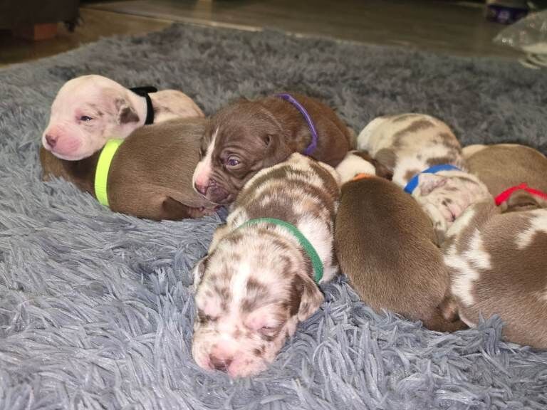 Puppies staff staffy x pocket bully, merle, adorable, adorable