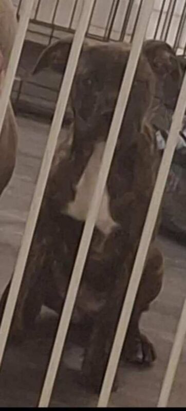 Staffordshire Bull Terrier puppies for sale in Brierley Hill, West Midlands – 4 months old - Image 2 of 2