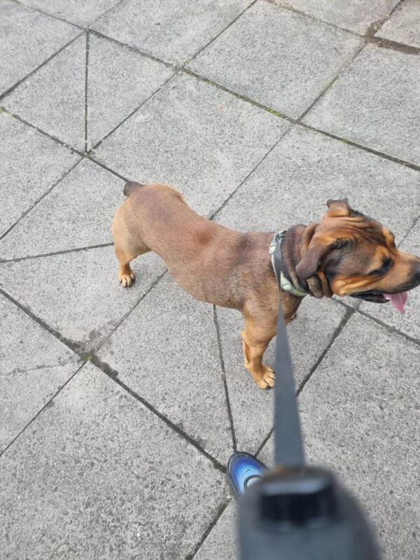 Staffordshire Bull Terrier puppies for sale in Tullibody, Clackmannanshire – 11 weeks old - Image 2 of 3