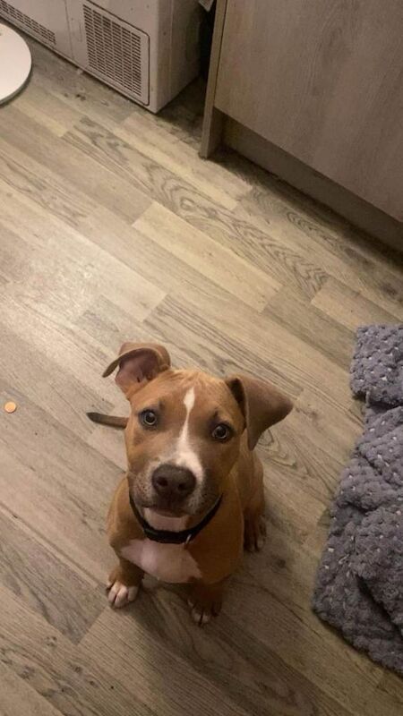 Staffordshire Bull Terrier puppies for sale in Manchester, Greater Manchester – 5 months old