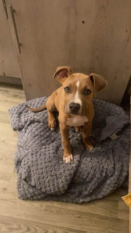 Staffordshire Bull Terrier puppies for sale in Manchester, Greater Manchester – 5 months old - Image 2 of 3