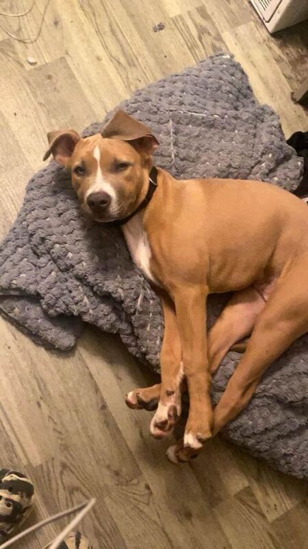 Staffordshire Bull Terrier puppies for sale in Manchester, Greater Manchester – 5 months old - Image 3 of 3