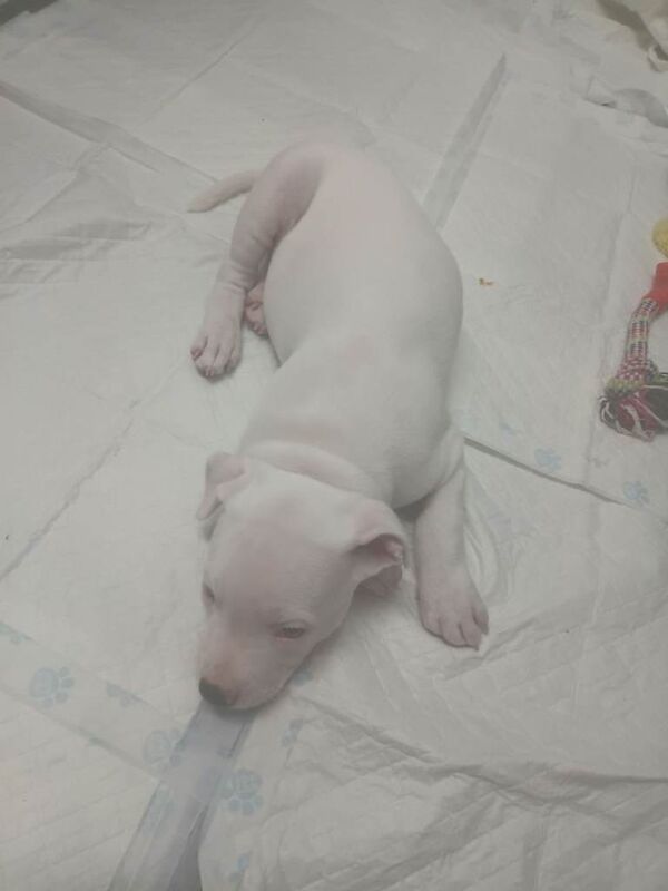 Puppy - Image 2 of 3