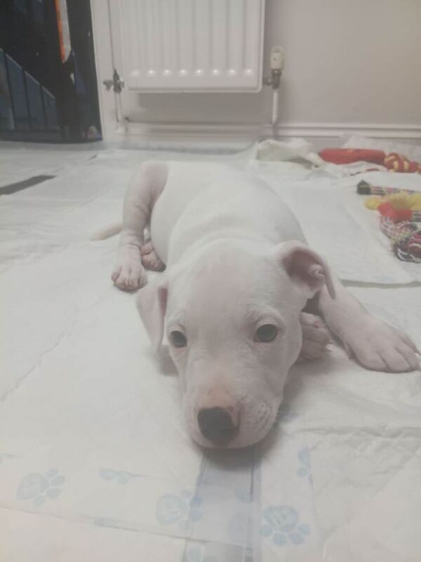 Puppy - Image 3 of 3