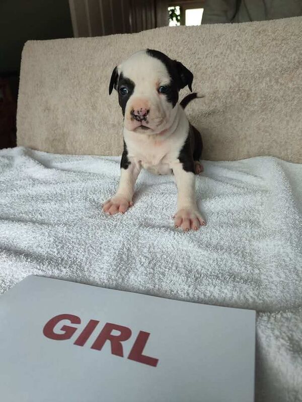 Puppy *American Staffordshire terrier *IKC for sale in Portadown, County Armagh