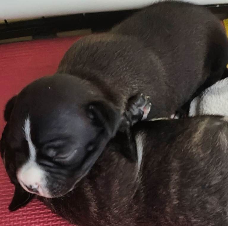 Staffordshire Bull Terrier Puppies For Sale Under £1,000