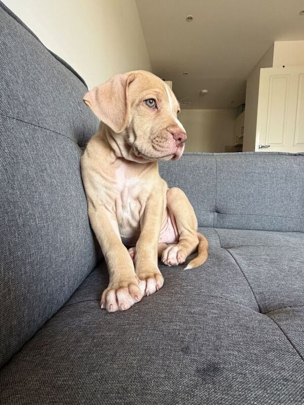 Puppy for sale