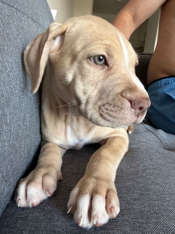 Puppy for sale - Image 2 of 5