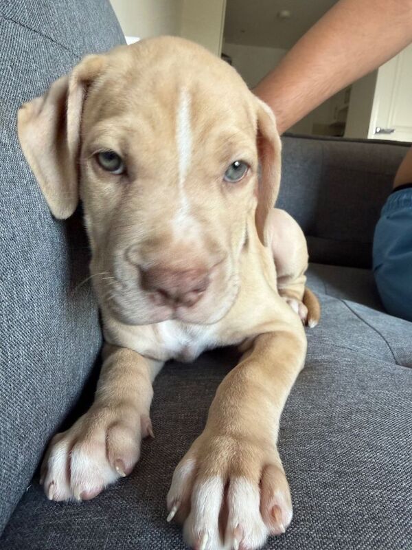 Puppy for sale - Image 3 of 5
