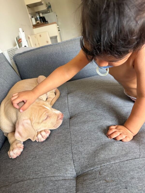 Puppy for sale - Image 4 of 5