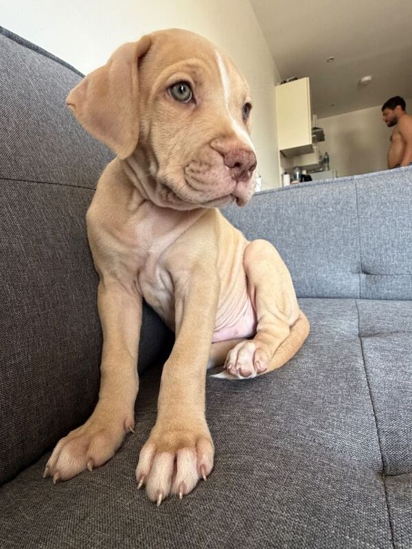 Puppy for sale - Image 5 of 5