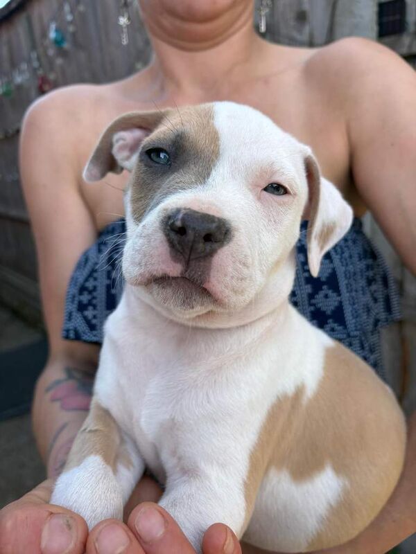 Puppy Girls Staffy