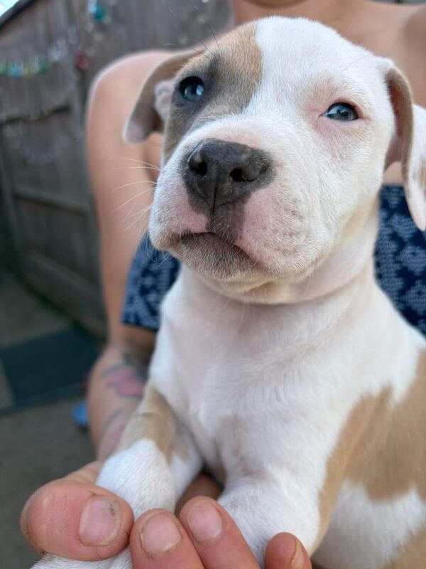 Puppy Girls Staffy - Image 2 of 5