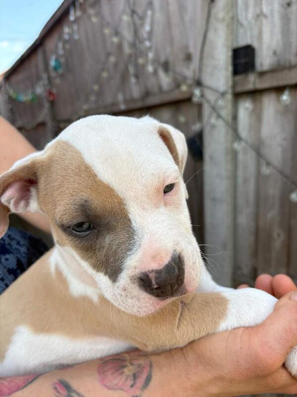 Puppy Girls Staffy - Image 3 of 5