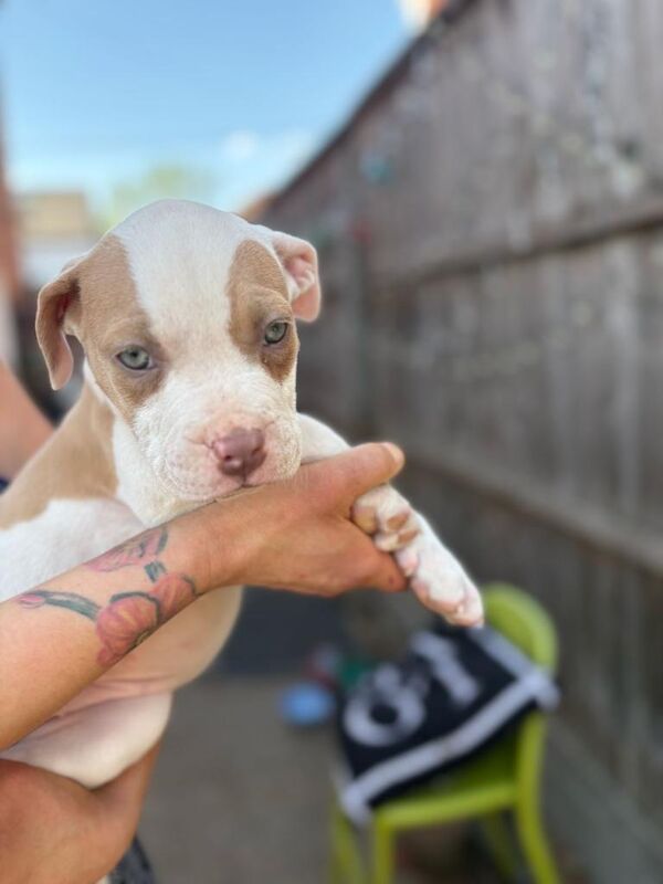 Puppy Girls Staffy - Image 4 of 5