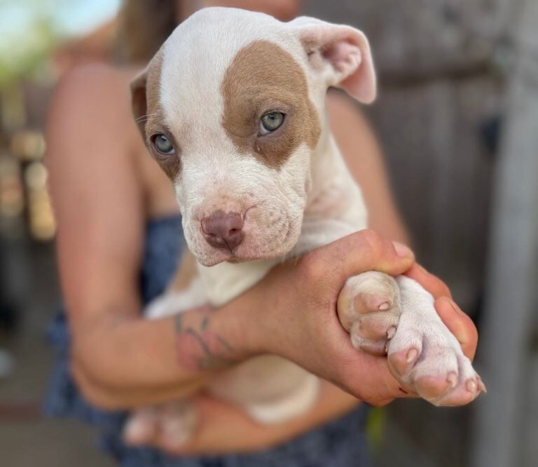 Puppy Girls Staffy - Image 5 of 5