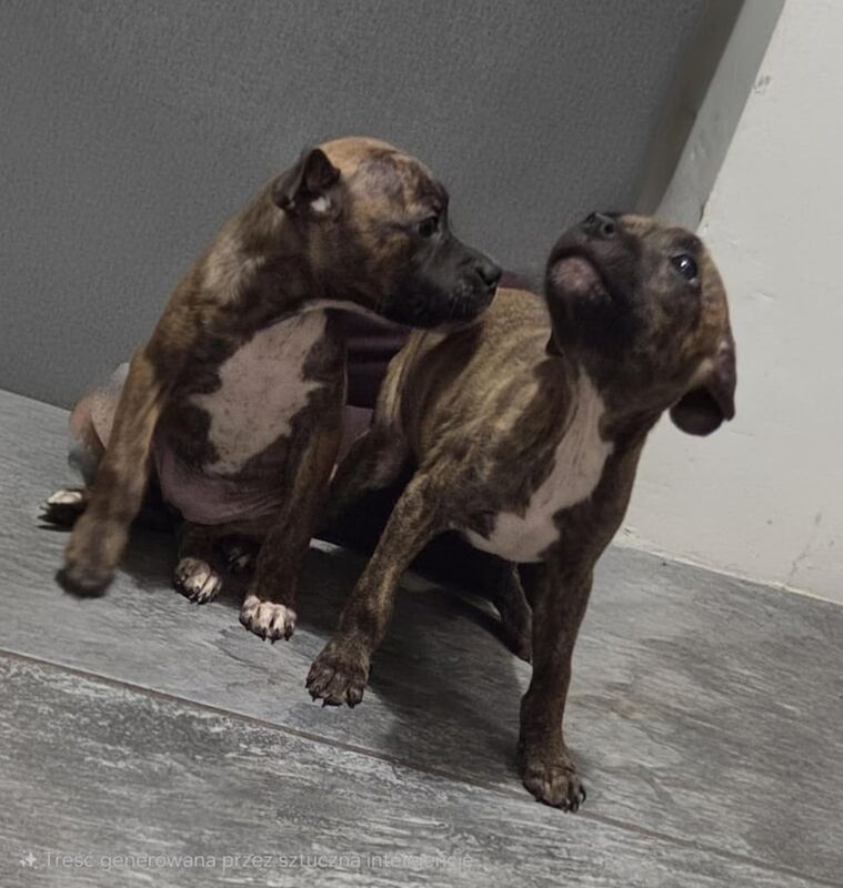 Puppy staffordshire bullterier for sale in Kingston upon Hull, East Riding of Yorkshire