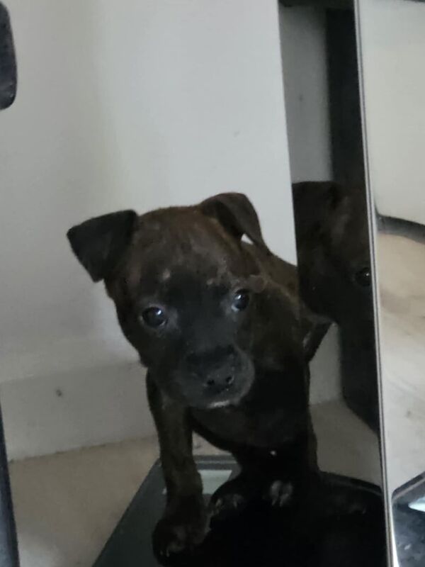 Puppy staffordshire bullterier for sale in Kingston upon Hull, East Riding of Yorkshire | Image 2